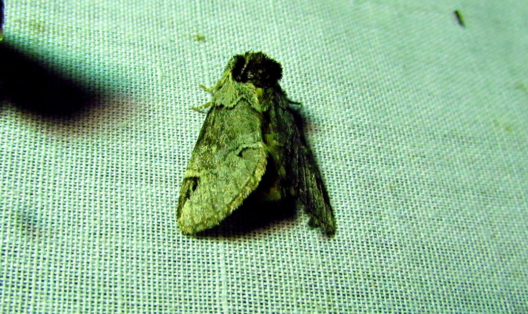 Drymonia obliterata - feketefoltos púposszövő
