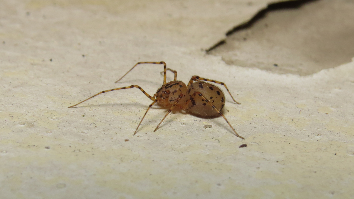 Scytodes thoracica - közönséges csupaszpók