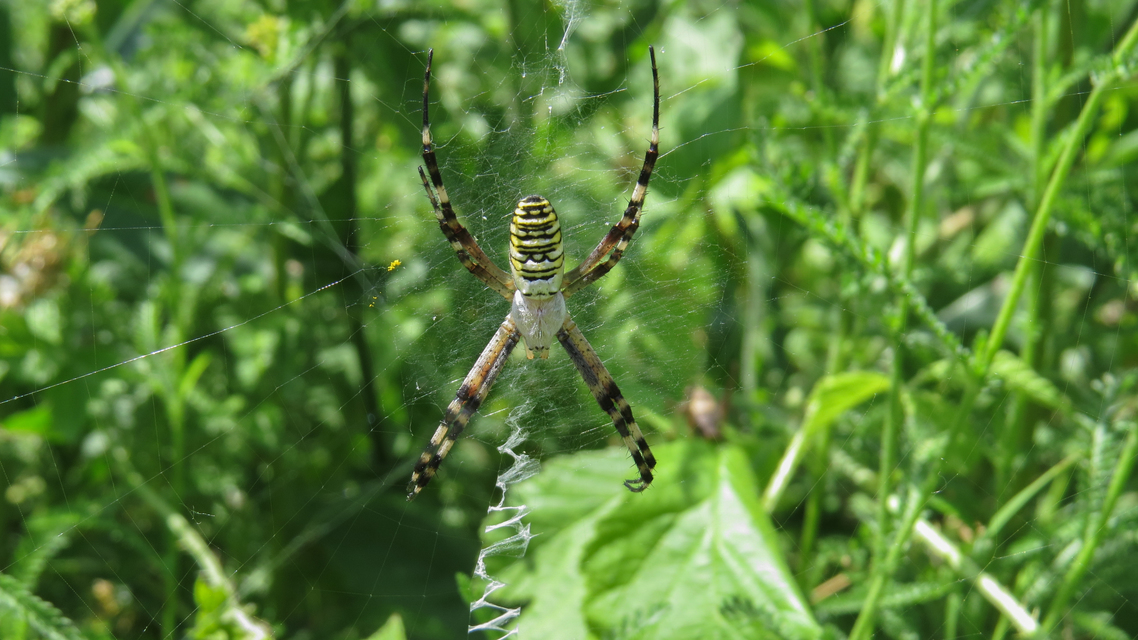 Argiope bruennichi - darázspók