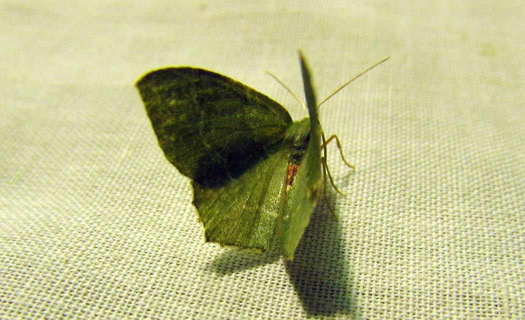 Hemithea aestivaria - nyír-zöldaraszoló