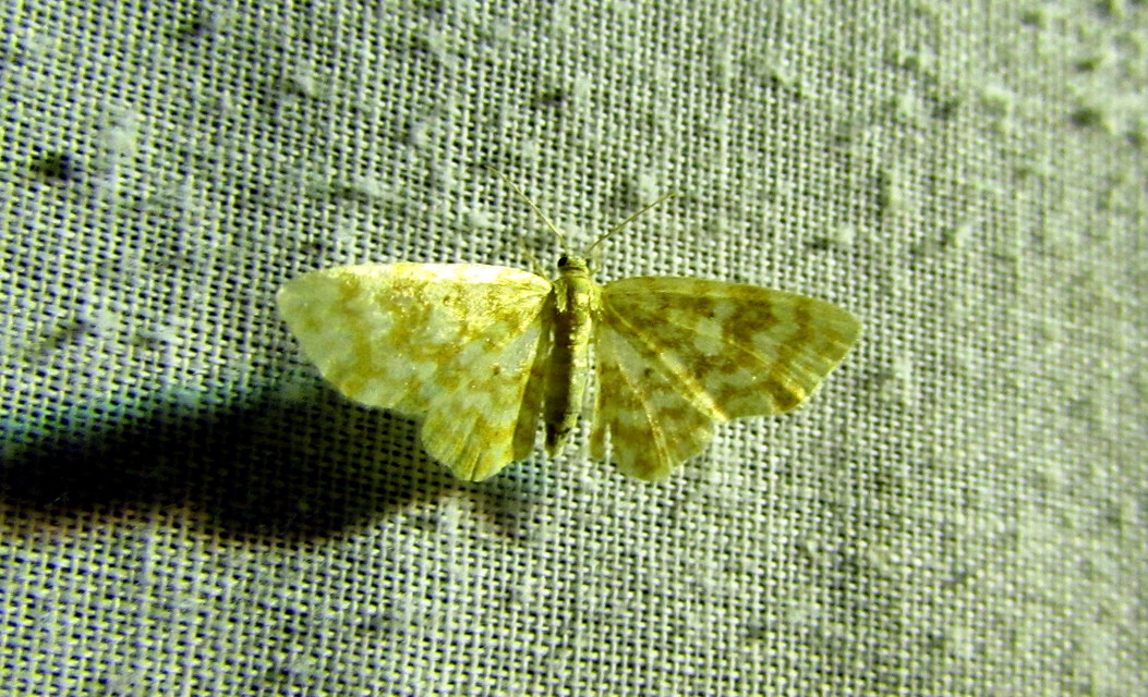 Hydrelia flammeolaria - narancssárga araszoló