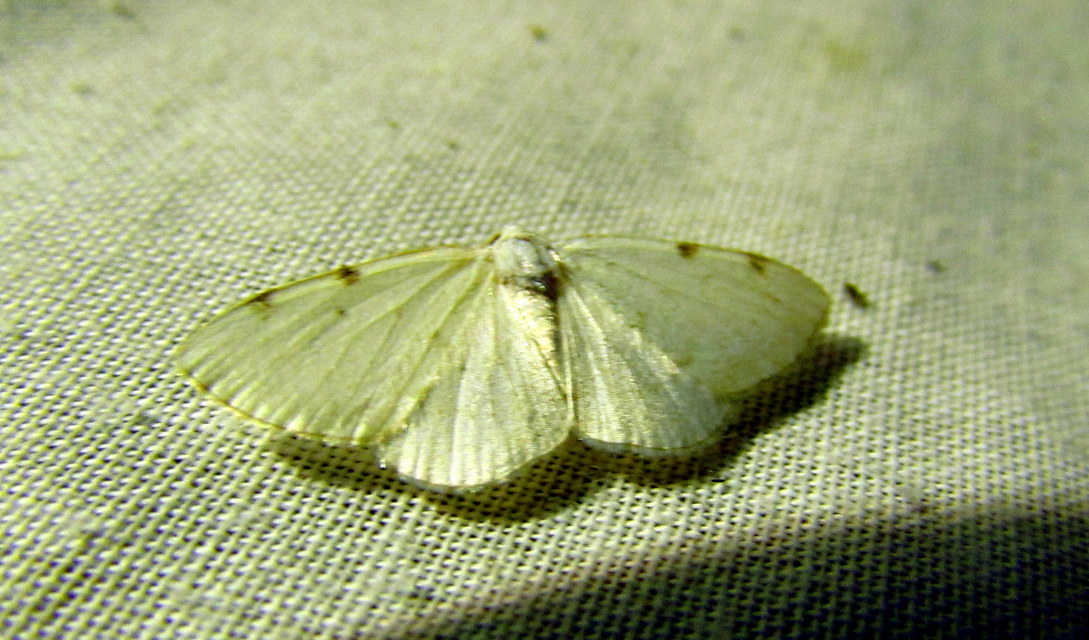 Lomographa bimaculata - kétpontos fehéraraszoló
