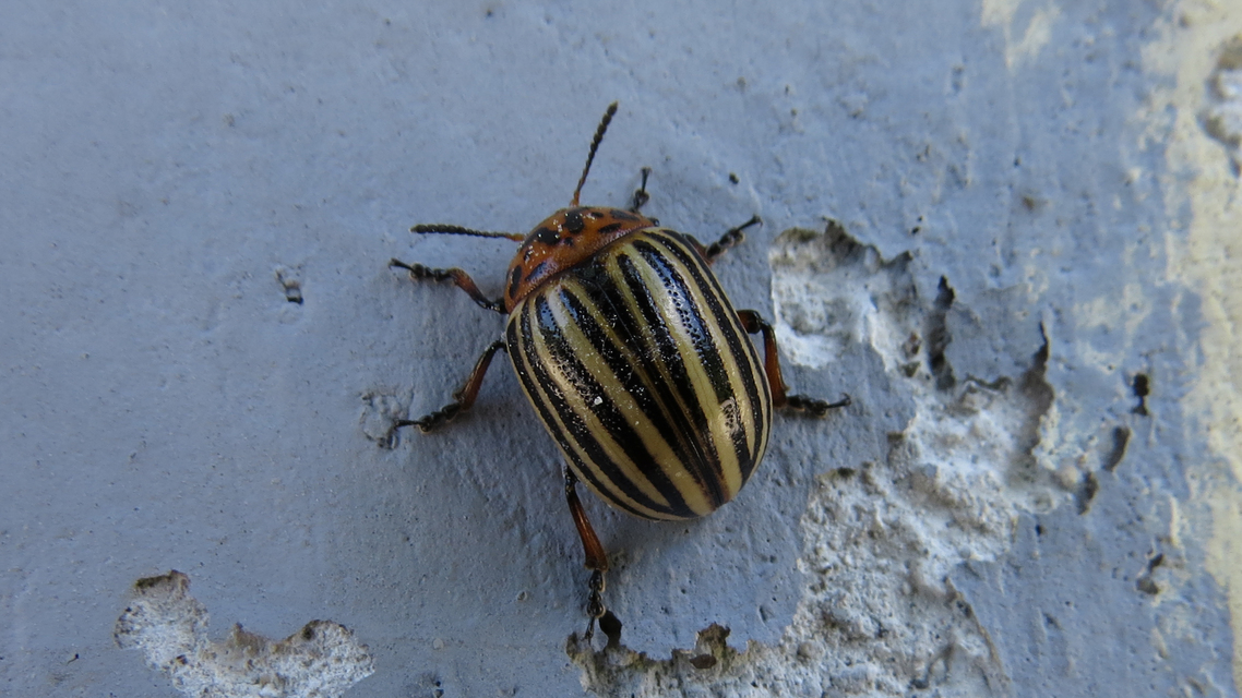 Leptinotarsa decemlineata - burgonyabogár