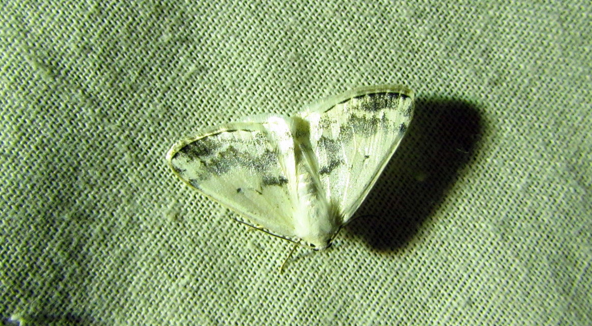 Lomographa temerata - foltos fehéraraszoló