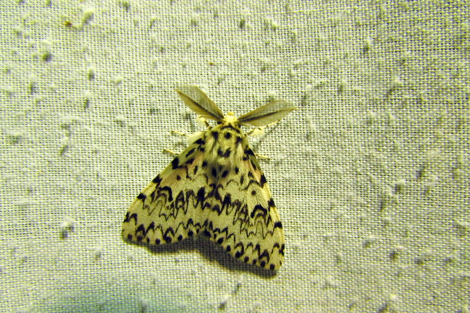 Lymantria monacha - apácalepke