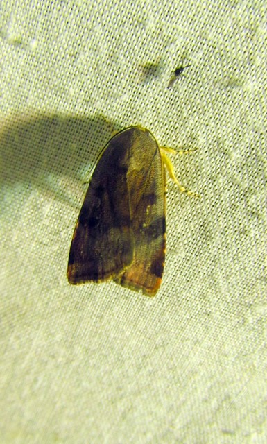 Noctua janthe/janthina