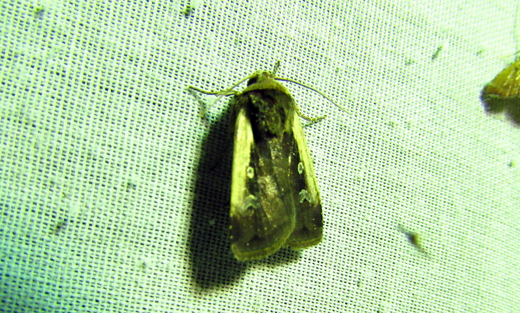 Ochropleura plecta - fehérszegélyű fűbagoly
