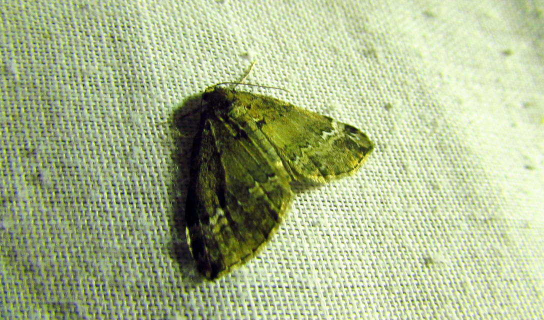 Perizoma alchemillata - árvacsalán-araszoló