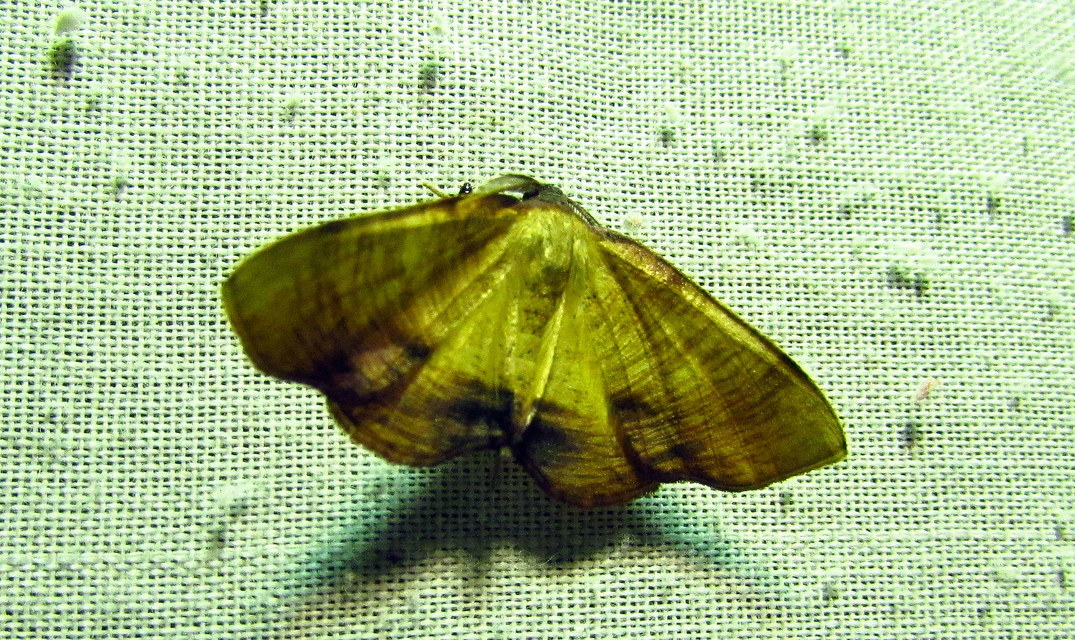 Plagodis dolabraria - baltaszárnyú araszoló