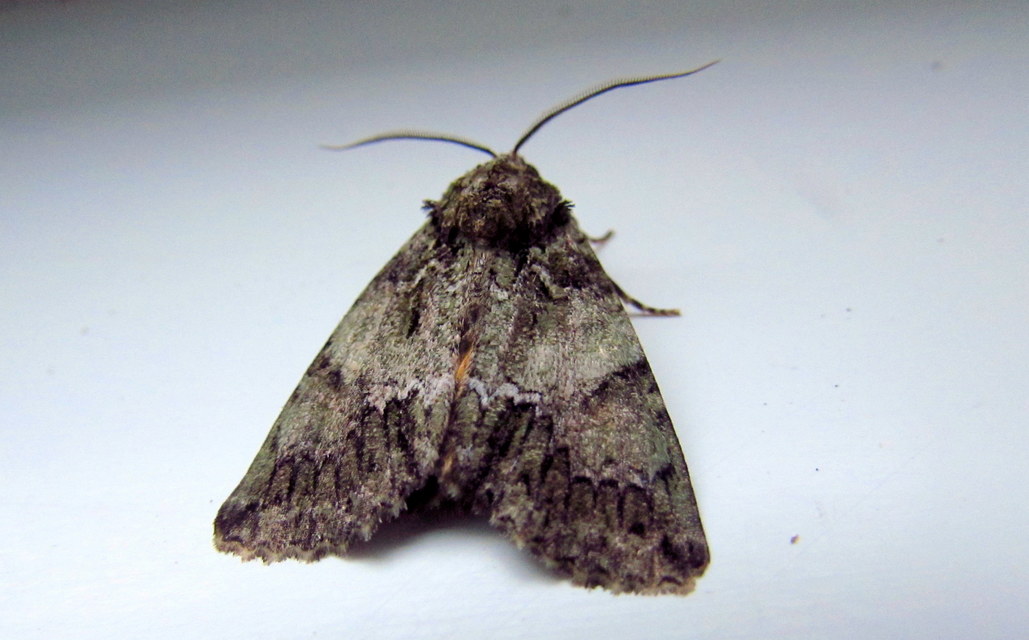 Polyphaenis sericata - selyemfényű erdeibagoly