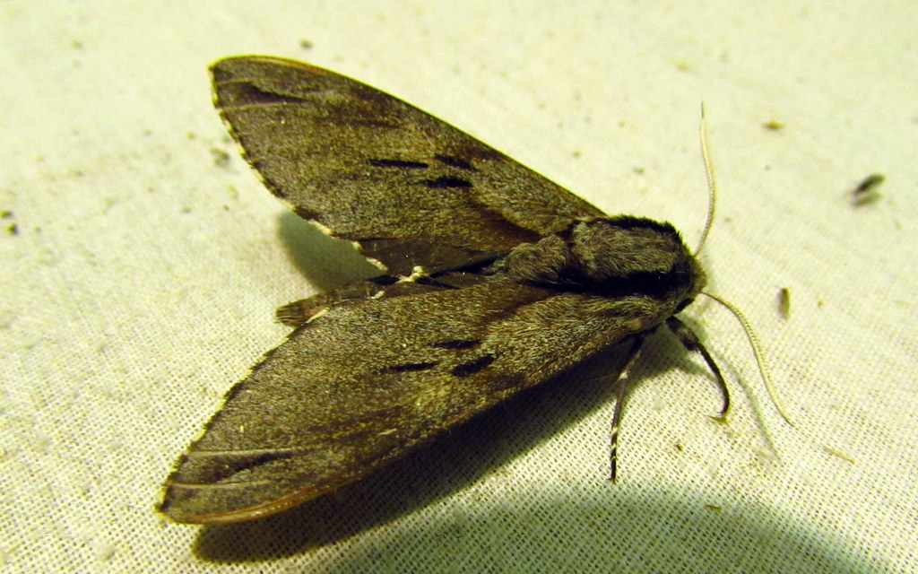 Hyloicus pinastri - fenyőszender