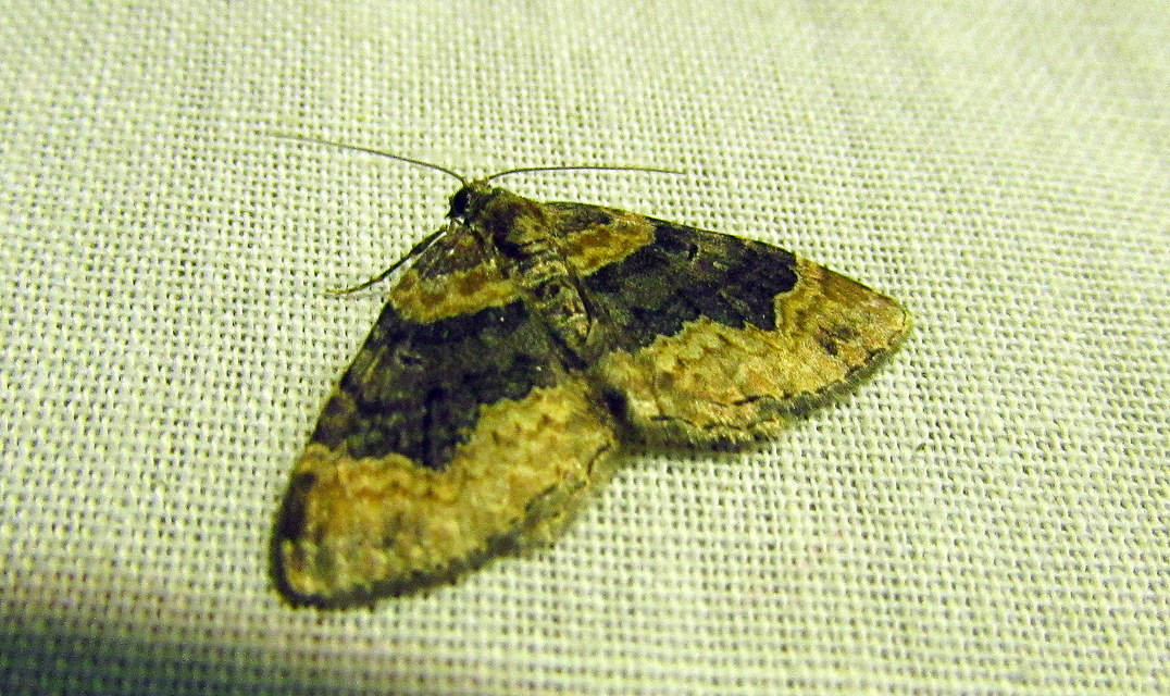Xanthorhoe ferrugata - kerti tarkaaraszoló
