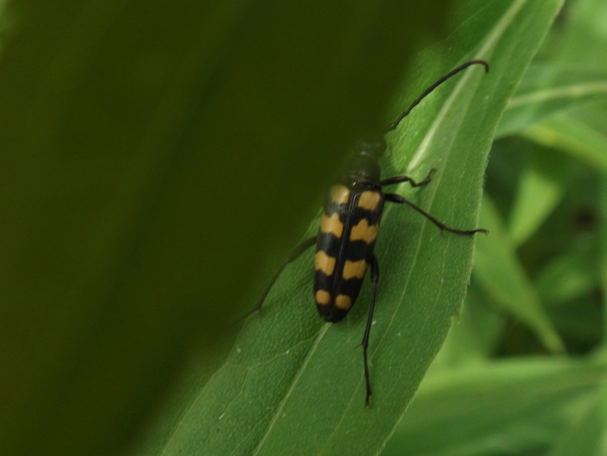 Leptura quadrifasciata - feketeszőrű szalagoscincér