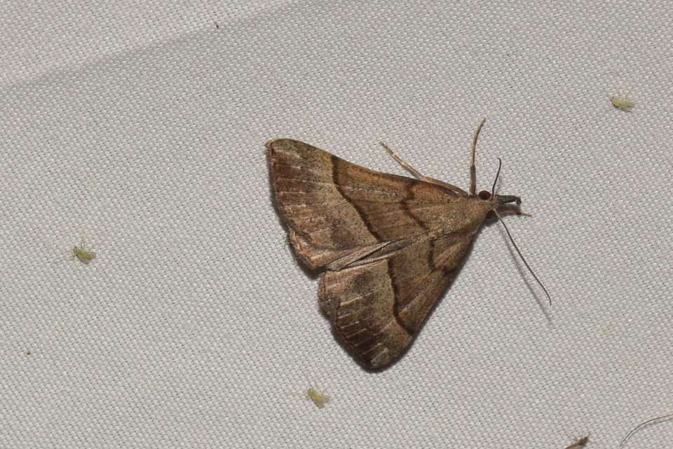 Hypena proboscidalis - ormányos karcsúbagoly