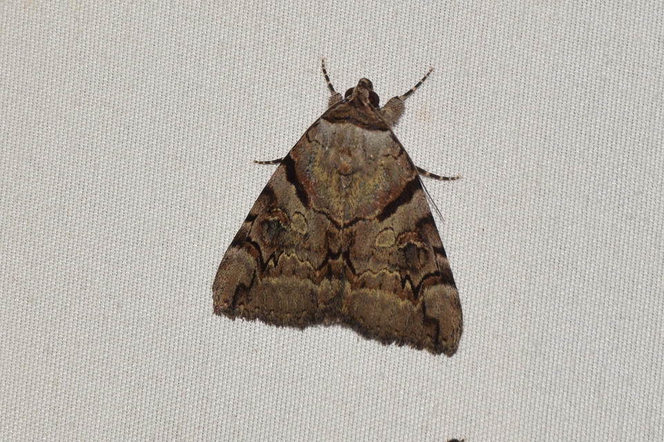 Catocala hymenaea - kökény-övesbagoly