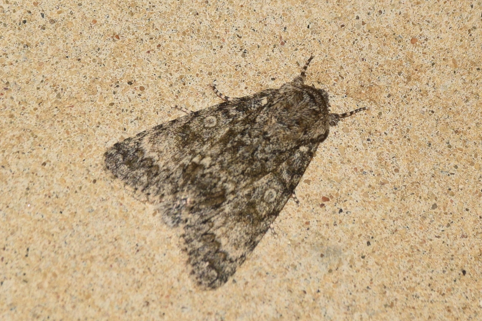 Acronicta megacephala - nagyfejű szigonyosbagoly
