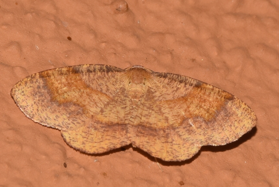Plagodis pulveraria - szemcsés araszoló