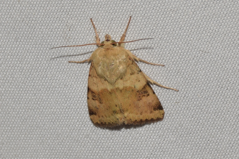 Heliothis viriplaca - mácsonyabagoly