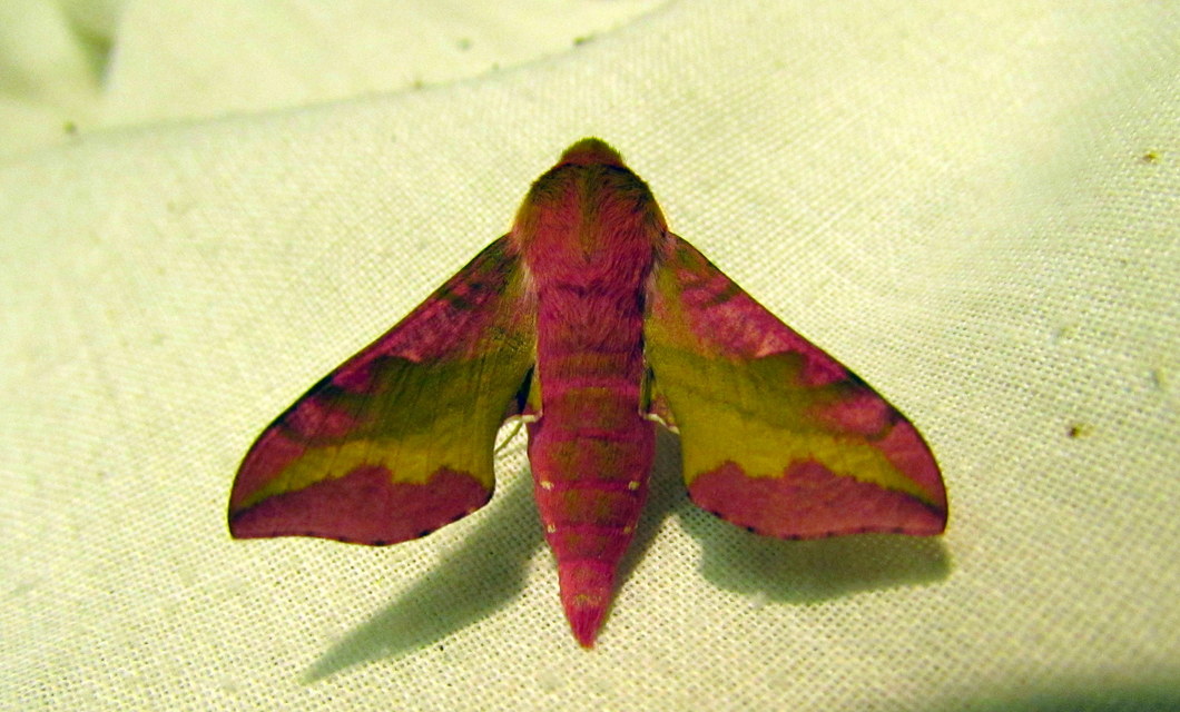 Deilephila porcellus - piros szender