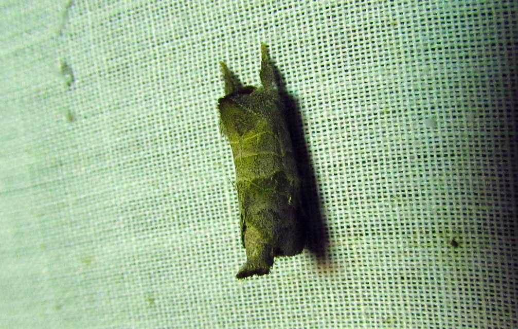 Clostera pigra - apró levélszövő