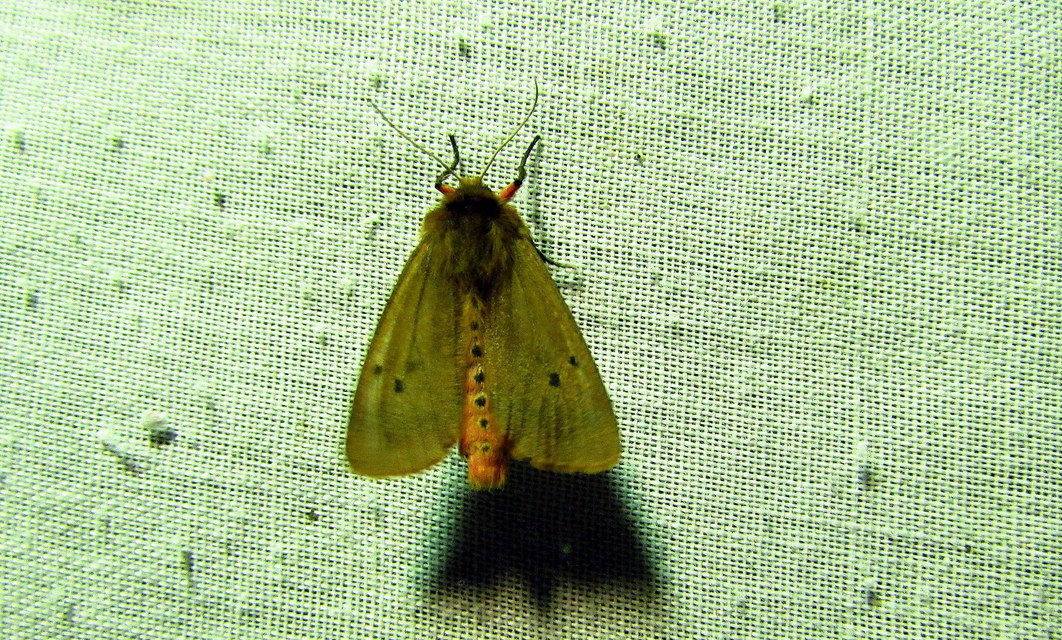Phragmatobia fuliginosa - füstös medvelepke