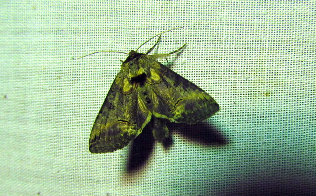 Abrostola triplasia - közönséges csalánbagoly