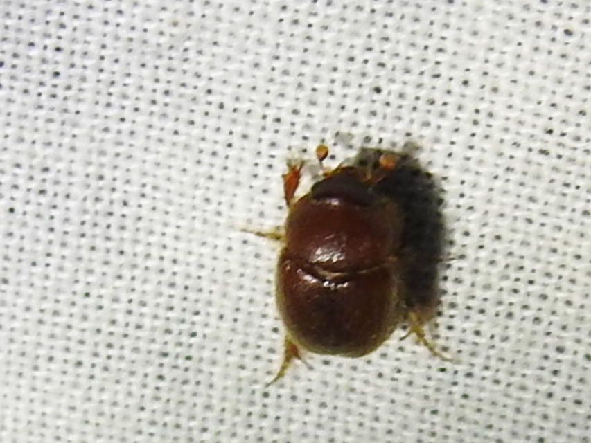 Ochodaeus chrysomeloides - alkonyati homoktúróbogár Ochodaeus chrysomeloides - alkonyati homoktúróbogár
