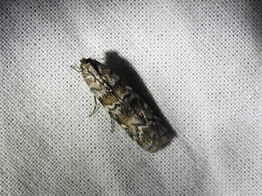 Dioryctria