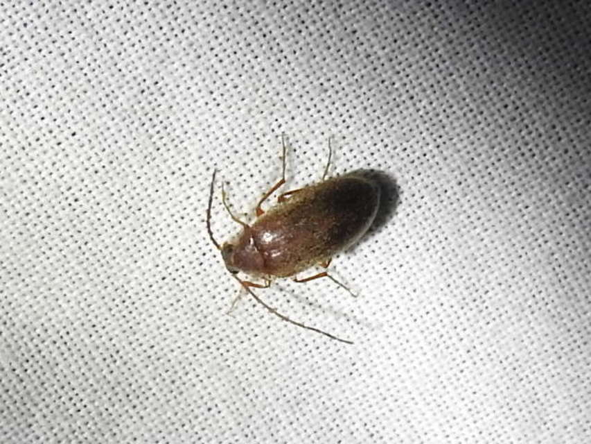 Hymenalia rufipes - rőtlábú alkonybogár