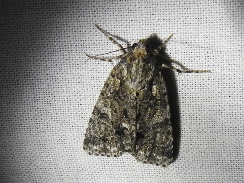 Acronicta rumicis - sóska-szigonyosbagoly