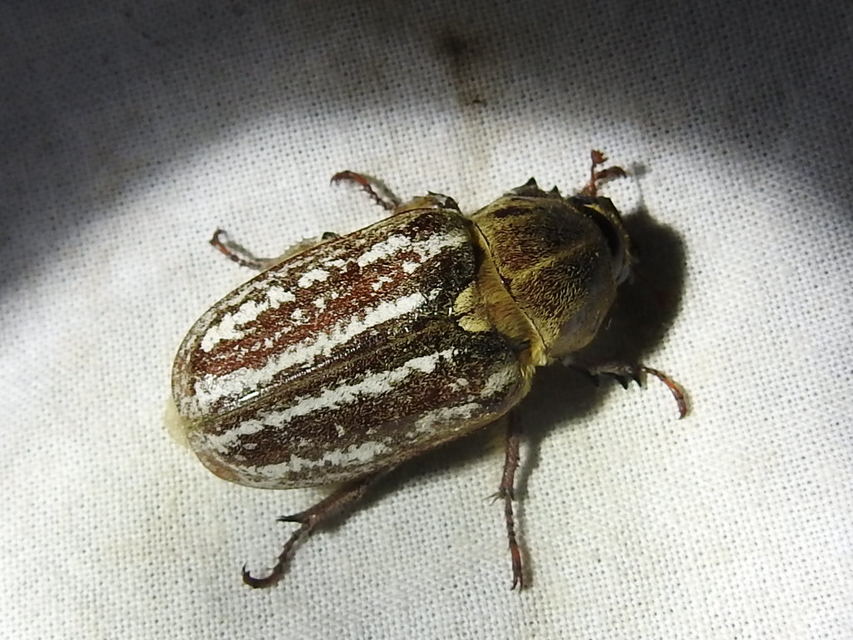 Anoxia orientalis - keleti cserebogár