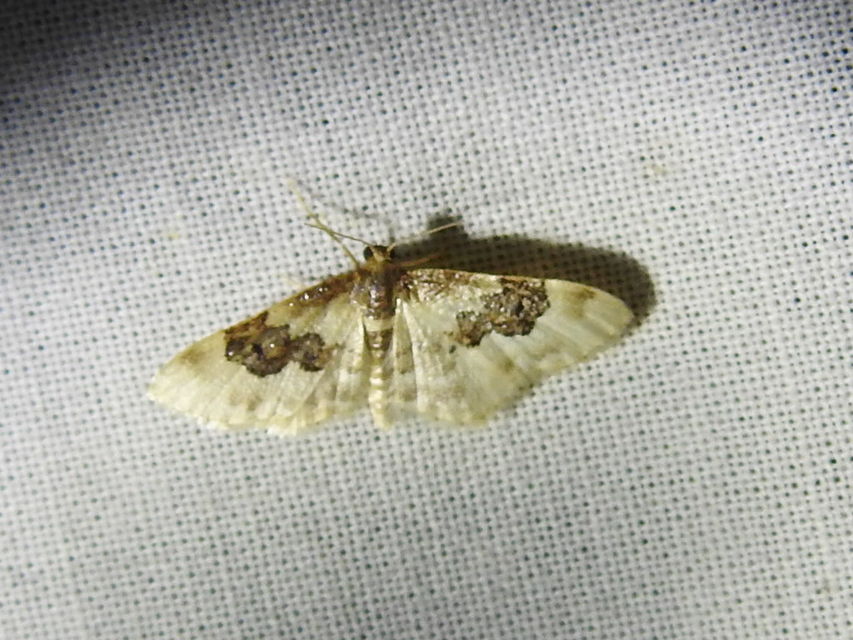 Idaea rusticata - tarka apróaraszoló