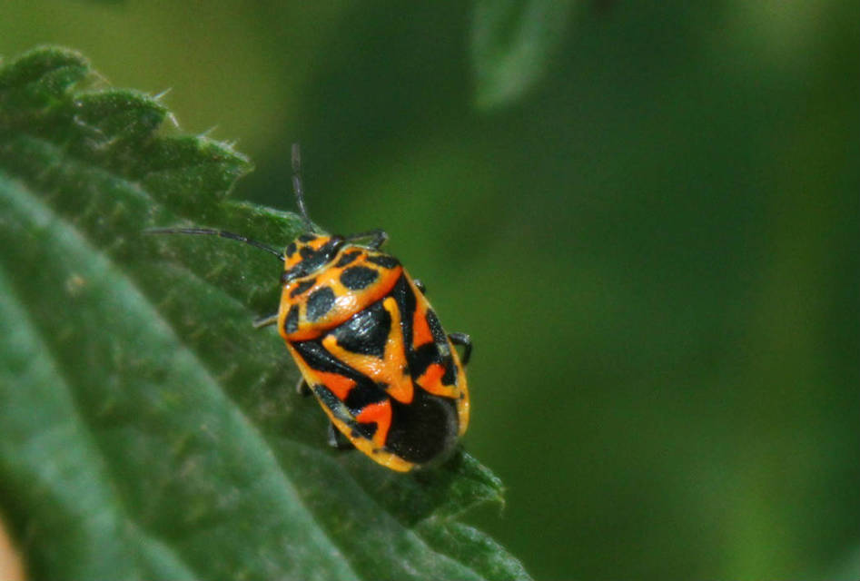 Eurydema ornata - díszespoloska Eurydema ornata - díszespoloska