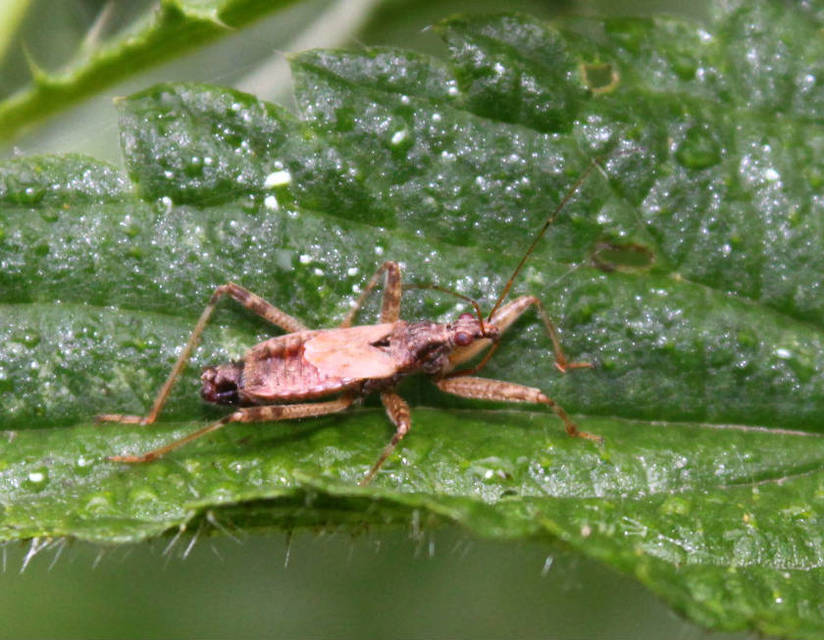 Himacerus