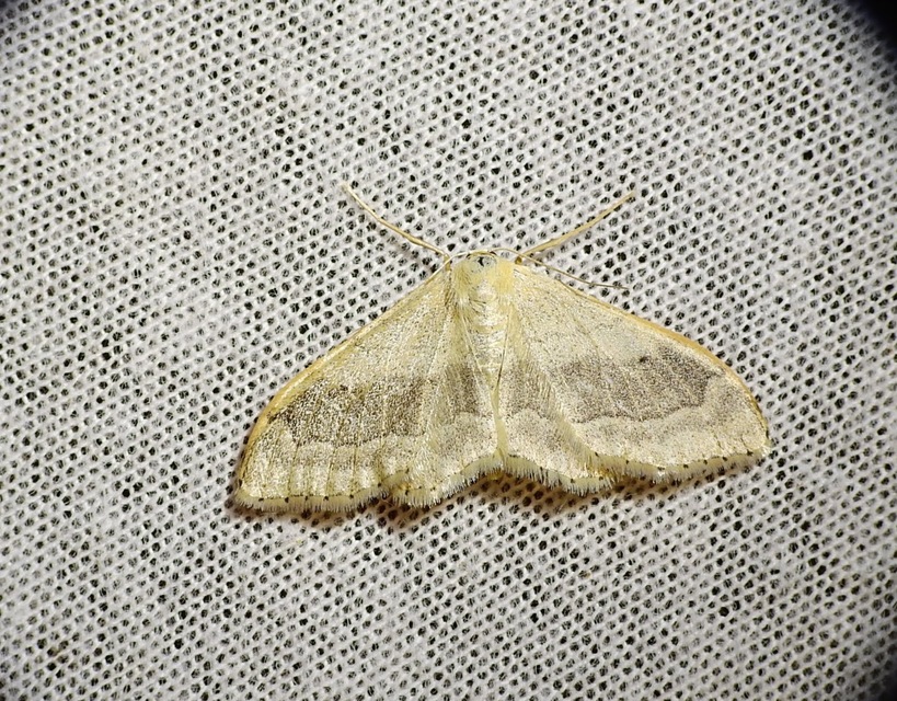 Idaea aversata - nagy sávosaraszoló