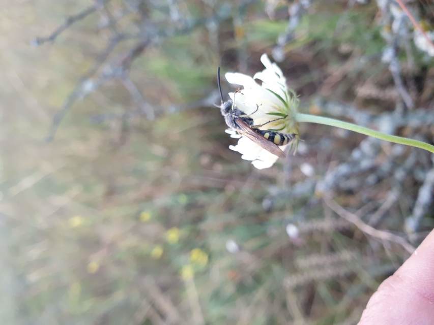 Colpa sexmaculata - hatfoltos tőrösdarázs