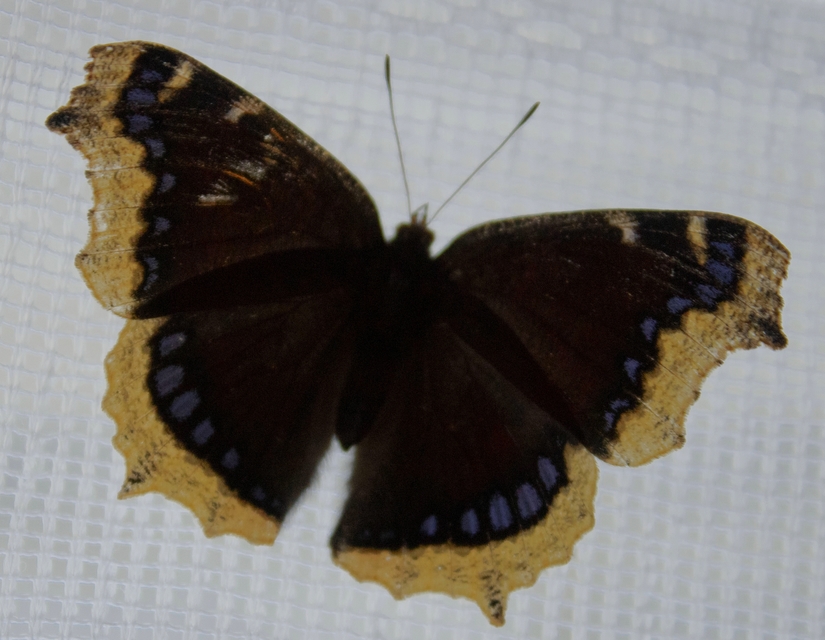 Nymphalis antiopa - gyászlepke
