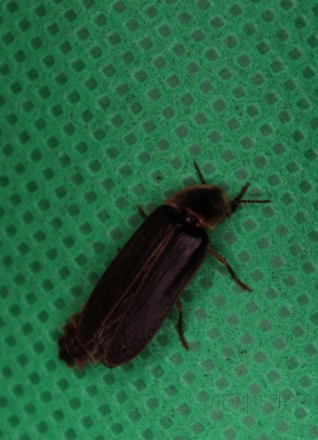 Lampyris noctiluca - nagy szentjánosbogár