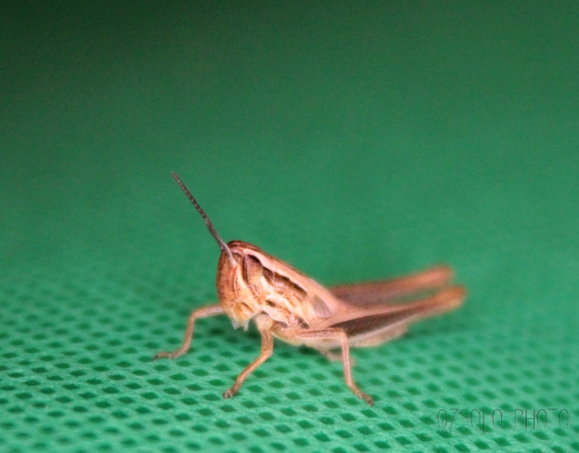 Euchorthippus