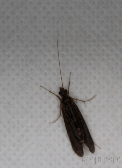 Trichoptera - Tegzesek