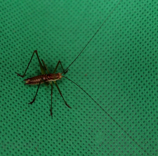 Leptophyes albovittata - közönséges virágszöcske