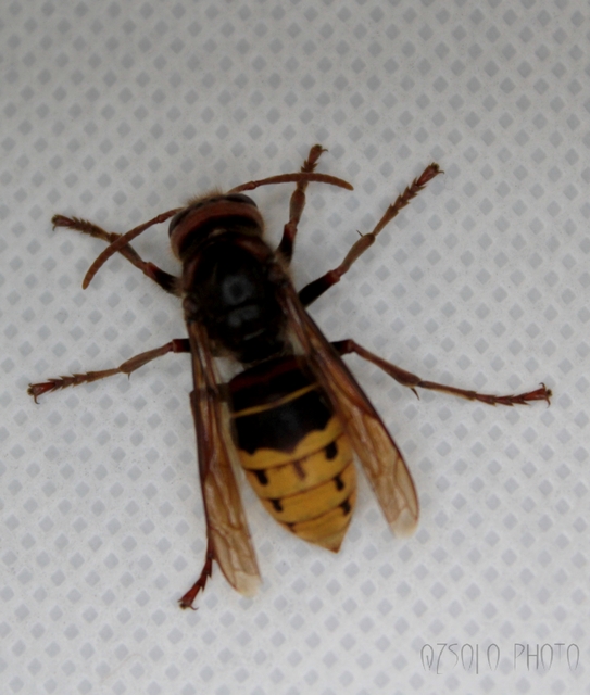 Vespa crabro - lódarázs