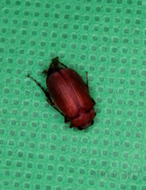 Serica brunnea - homoki kiscserebogár