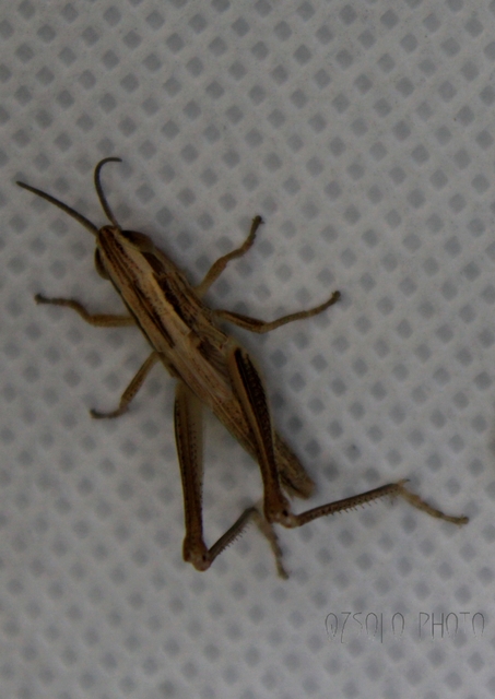 Euchorthippus