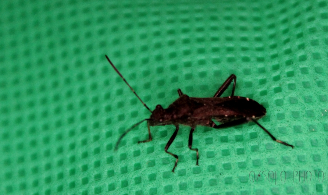 Alydus calcaratus - szőrös tövispoloska
