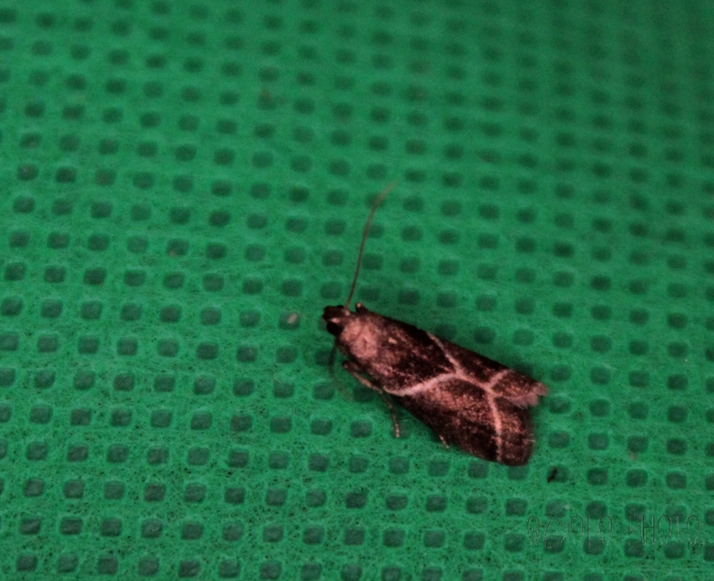 Nyctegretis triangulella - háromszöges karcsúmoly
