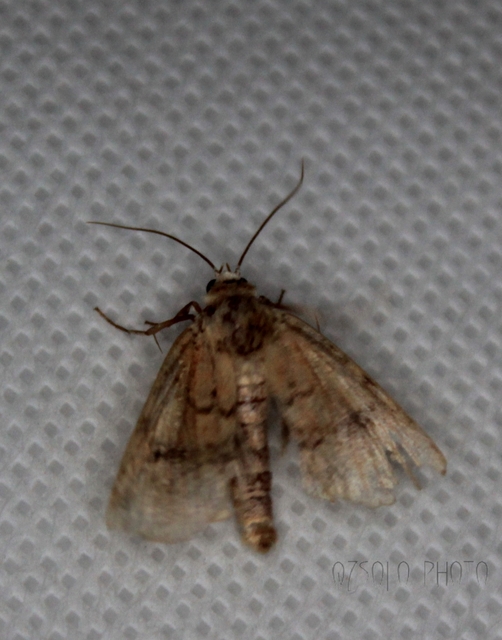 Atypha pulmonaris - tüdőfű-levélbagoly