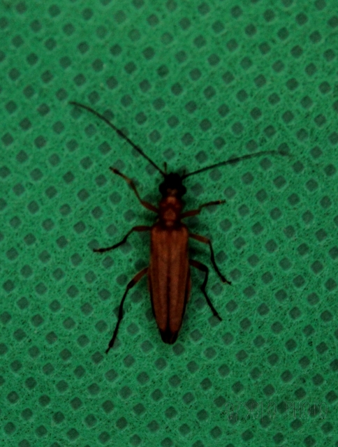 Oedemera podagrariae - székfű-álcincér