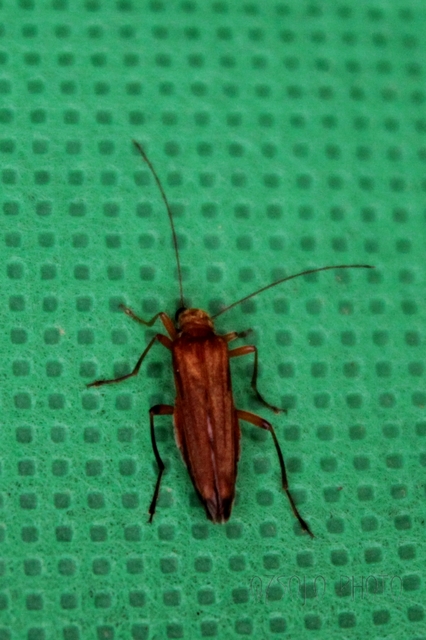 Oedemera podagrariae - székfű-álcincér