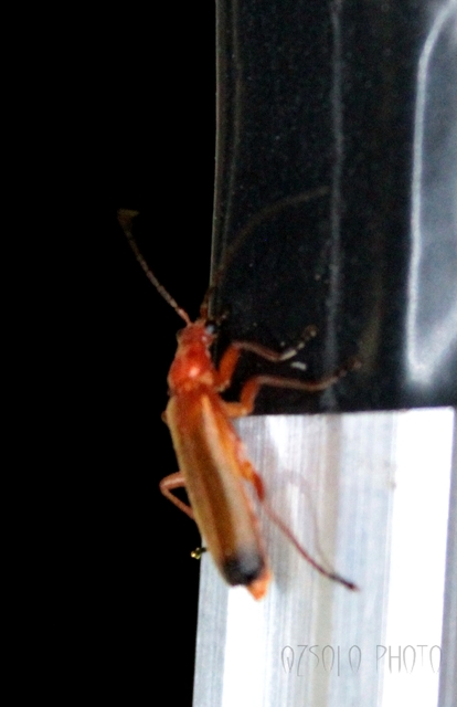 Rhagonycha fulva - feketevégű lágybogár
